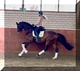 Armani Gold HW canter8.jpeg (283296 bytes)