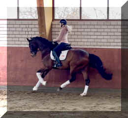 Armani Gold HW canter9.jpeg (300123 bytes)