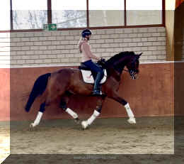 Armani Gold HW trot6.jpeg (316033 bytes)