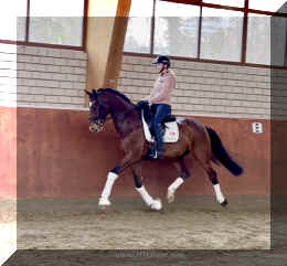 Armani Gold HW trot7.jpeg (312060 bytes)