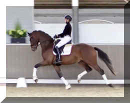 Armani Gold HW trot_A3.JPG (252308 bytes)