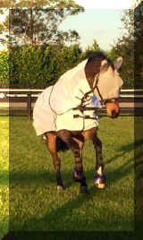 photo.JPG (178178 bytes)