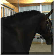 FendiHWbraids.jpg (501582 bytes)