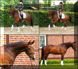 FiderStepHWcollage1.jpg (1691912 bytes)