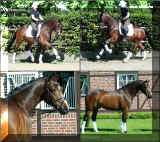 FineDesignHWcollage1.jpg (1152918 bytes)