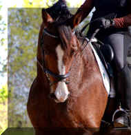 FineStepHW20162.jpg (361694 bytes)