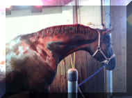 FrancisHWgettingReadyForHisFlight.jpg (361876 bytes)