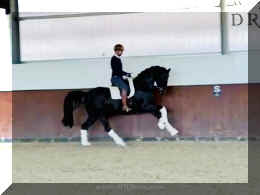 Fuerst Brentano HW canter2 new.jpeg (83987 bytes)