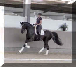 Fuerst Brentano HW canter1.jpeg (122169 bytes)