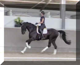 Fuerst Brentano HW canter2.jpeg (138562 bytes)