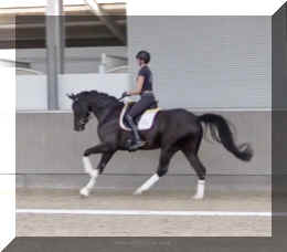 Fuerst Brentano HW canter3.jpeg (178355 bytes)