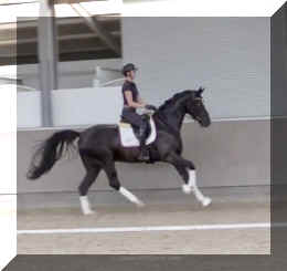 Fuerst Brentano HW canter5.jpeg (131903 bytes)