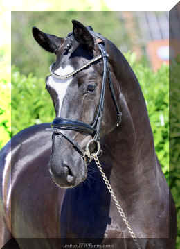 Fuerst Brentano HW head big.jpeg (3601905 bytes)