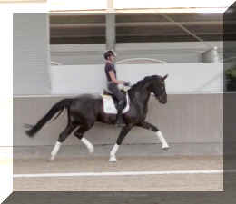 Fuerst Brentano HW trot5.jpeg (186097 bytes)