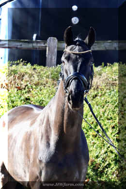 John Jameson HW head1.jpeg (3677973 bytes)