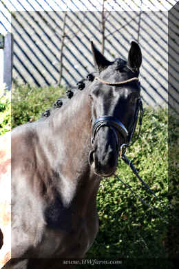 John Jameson HW head3.jpeg (3596764 bytes)