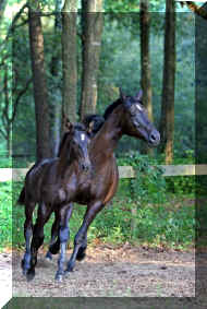 R_H_power_trot_ring_compressed-457x681.jpg (67469 bytes)