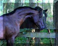 ram_mirror_compressed-600x480.jpg (40987 bytes)