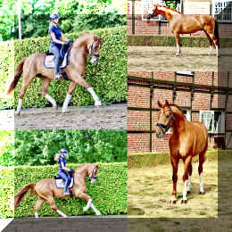 Sky HW collage _1.jpeg (669226 bytes)