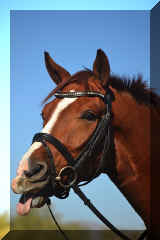 VIG funny.jpg (84123 bytes)