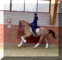 Supertramp HW canter2.jpeg (104347 bytes)