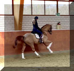 Supertramp HW canter8.jpeg (162555 bytes)