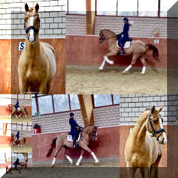 Supertramp HW collage _12.jpeg (327969 bytes)