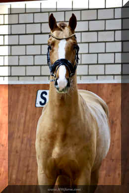 Supertramp HW head2.jpeg (3044682 bytes)