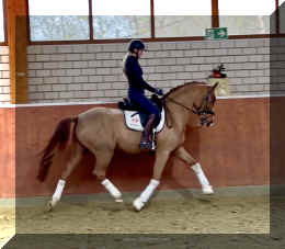 Supertramp HW trot3.jpeg (293111 bytes)