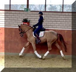 Supertramp HW trot7.jpeg (300294 bytes)