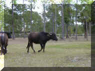 P1010010.JPG (215979 bytes)