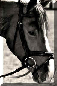 SkyHit.jpeg (37008 bytes)