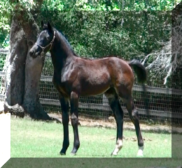 ShakiraHW.jpg (825513 bytes)