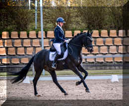 EscaHit HW show canter1.JPG (649876 bytes)