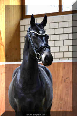 EscaHit HW head1.jpeg (2554019 bytes)