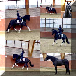 EscaHit HW collage NEW_11.jpeg (281495 bytes)