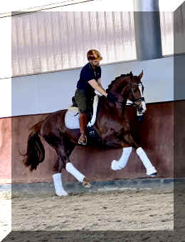 Extra Fine HW canter1.jpeg (399865 bytes)
