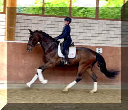Ferrero HW canter5.jpeg (548555 bytes)