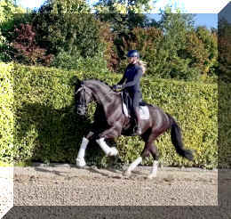 Simply Black HW canter1.jpeg (491829 bytes)