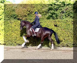 Simply Black HW canter3.jpeg (658895 bytes)