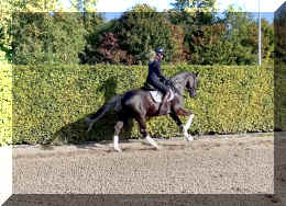 Simply Black HW canter6.jpeg (997967 bytes)