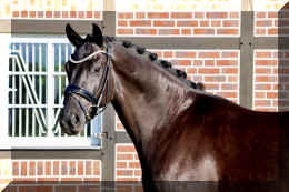 Simply Black HW head2 but below head1 and stand1.jpeg (3466468 bytes)