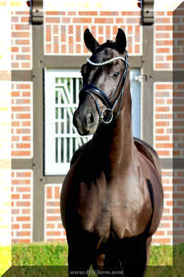 Simply Black HW head4.jpeg (1835010 bytes)