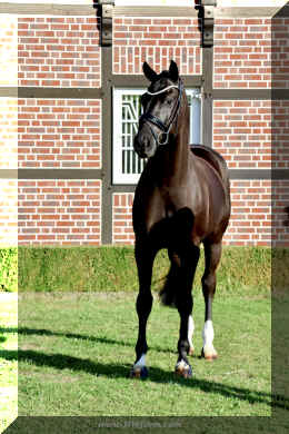 Simply Black HW stand2 bottom row.jpeg (4137823 bytes)