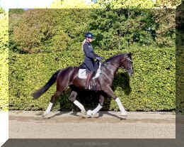 Simply Black HW trot2.jpeg (612565 bytes)