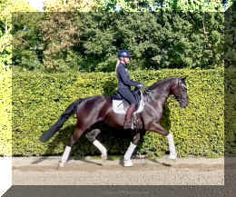 Simply Black HW trot4.jpeg (685719 bytes)