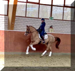 Supertramp HW canter1.jpeg (121382 bytes)