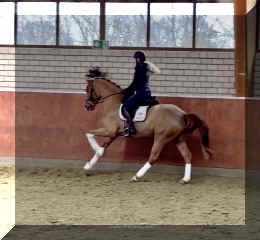 Supertramp HW canter4.jpeg (135689 bytes)