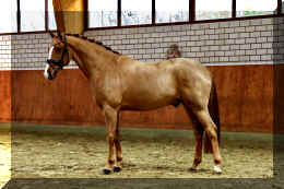 Supertramp HW stand3.jpeg (3896475 bytes)