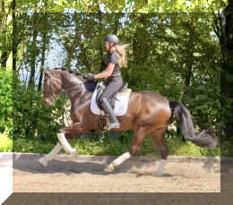 Vito HW canter9.jpeg (721073 bytes)
